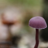 /album/macro/frida-dumont-img-4381-jpg/